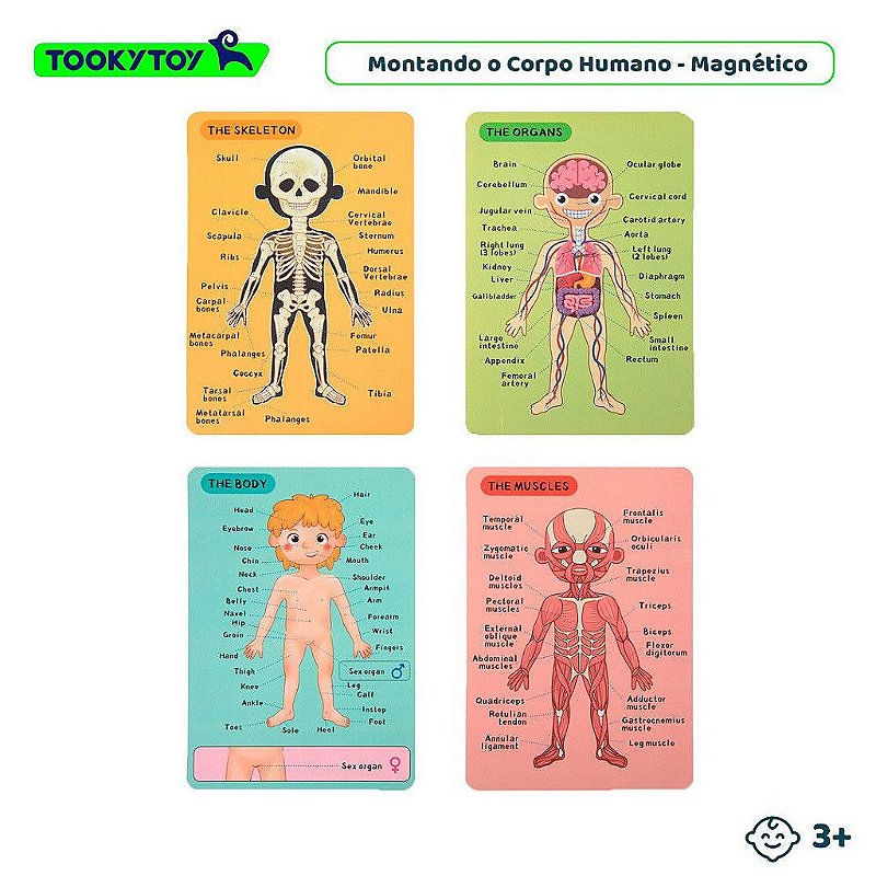 Montando o Corpo Humano (Anatomia Humana) Magnético - Tooky Toy