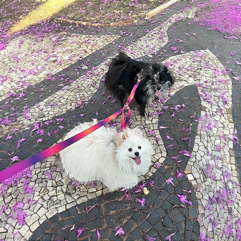 Guia Dupla para cachorros Sunset