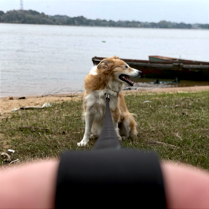 Guia Longa 5 metros para cachorros Preto All Black