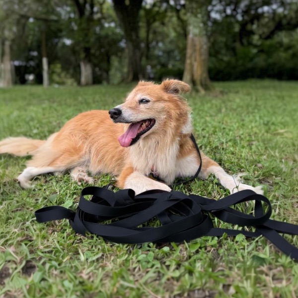 Guia Longa 10 metros para cachorros Preto All Black