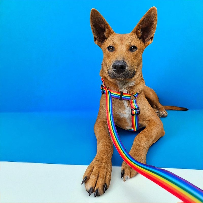 Kit Peitoral H antipuxão para cachorros com Guia Arco-íris