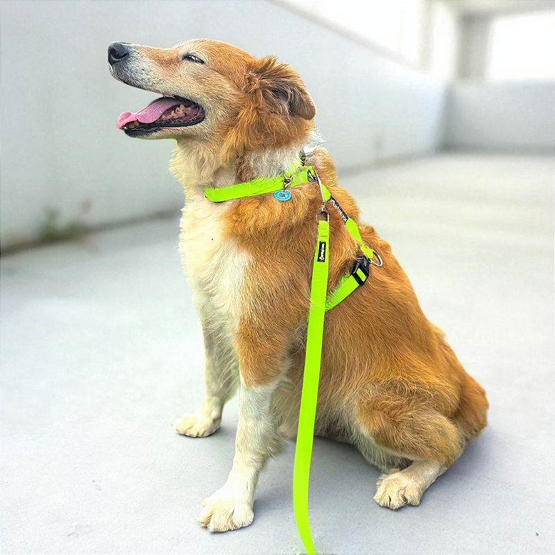 Kit Peitoral H antipuxão para cachorros com Guia Neon Amarelo