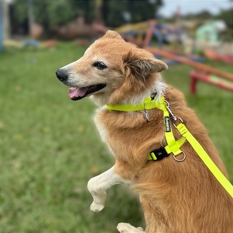 Kit Peitoral H antipuxão para cachorros com Guia Neon Amarelo
