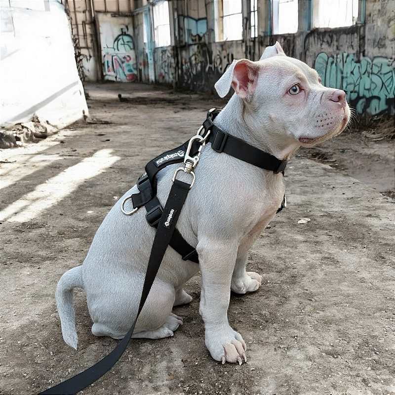 Kit Peitoral H antipuxão para cachorros com Guia Preto