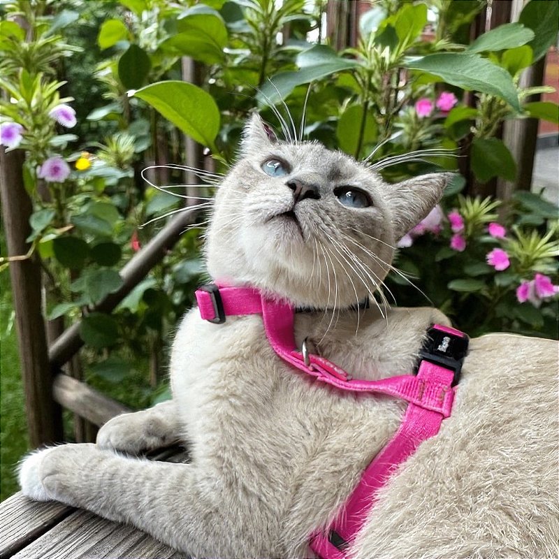 Peitoral para Gatos com Guia Neon Rosa