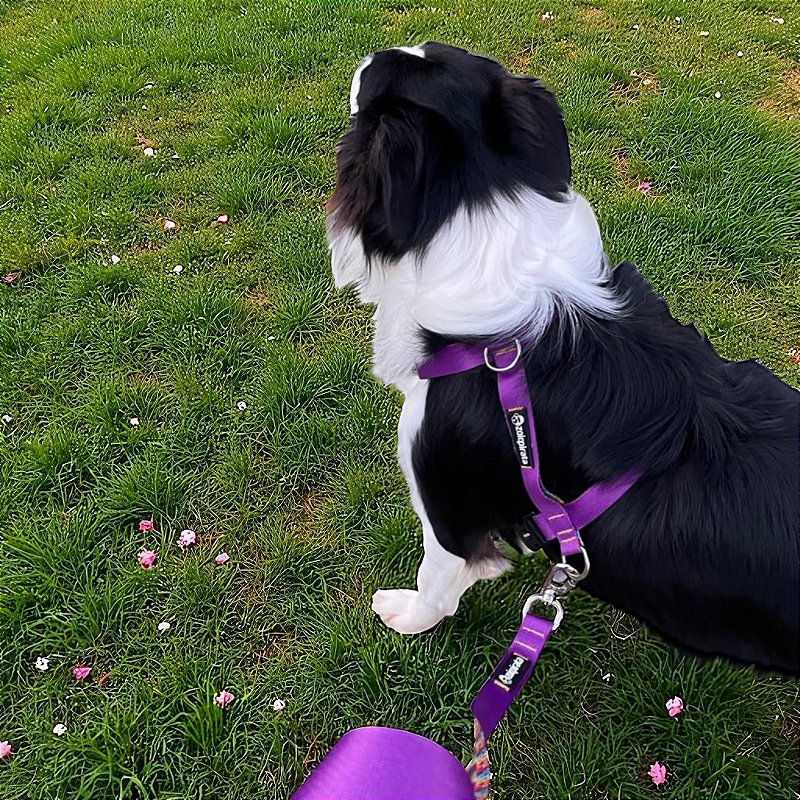 Kit Peitoral H antipuxão para cachorros com Guia Lilás