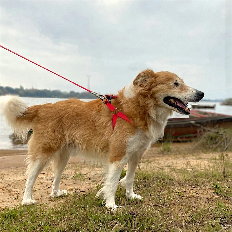 Kit Peitoral Americano para cachorros com Guia Vermelho