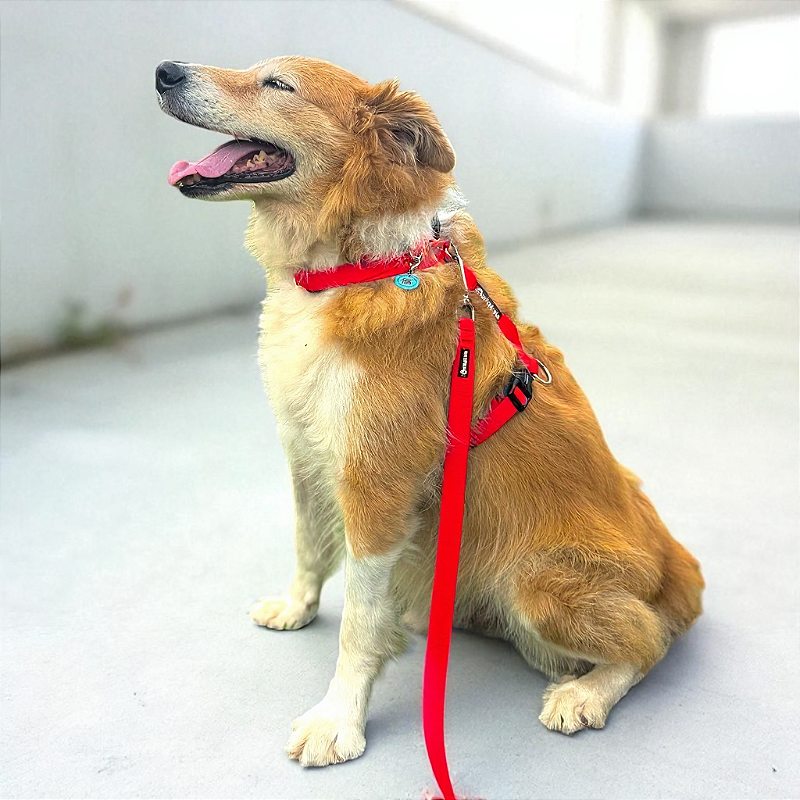 Kit Peitoral H antipuxão para cachorros com Guia Vermelho