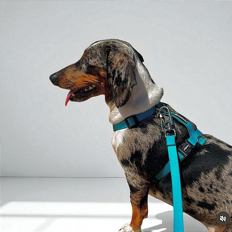 Kit Peitoral H antipuxão para cachorros com Guia Tiffany