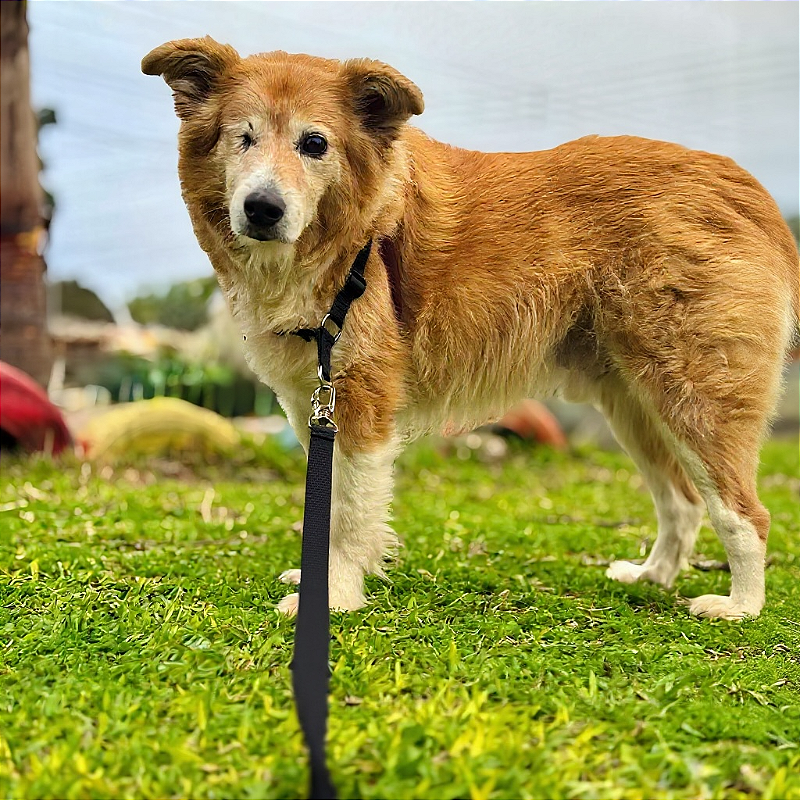Kit Peitoral Y Antipuxão para cachorros com Guia Preto