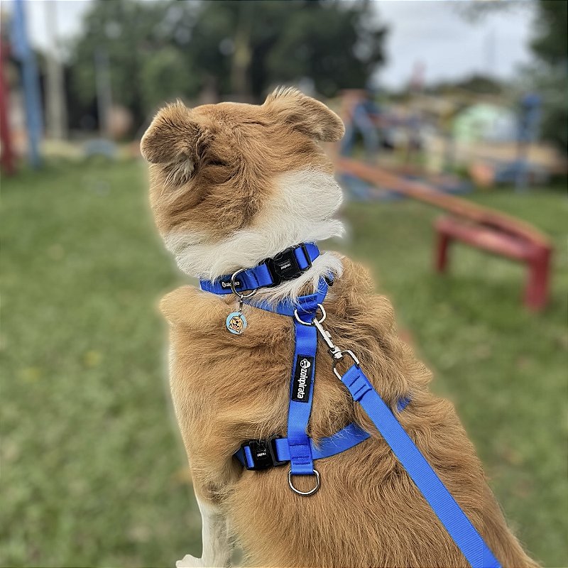 Kit Peitoral H antipuxão para cachorros com Coleira e Guia Azul Royal