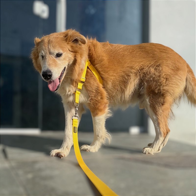 Kit Peitoral Y Antipuxão para cachorros com Guia Amarelo