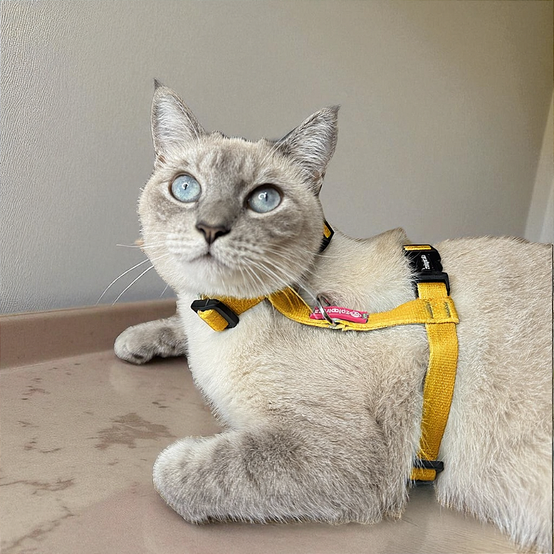 Peitoral para Gatos com Guia Amarelo