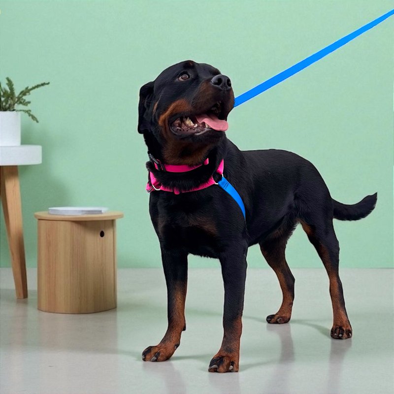 Kit Peitoral Y Antipuxão para cachorros com Coleira e Guia Tutti