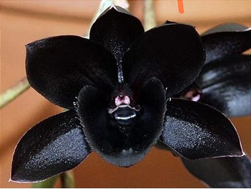 KIT Orquídeas negras - Orquidário Tradição