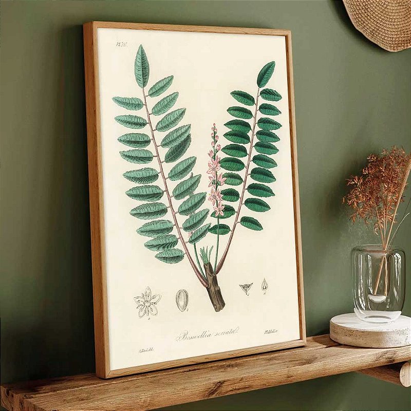 Quadro Decorativo Boswellia Serrata Arte Botânico
