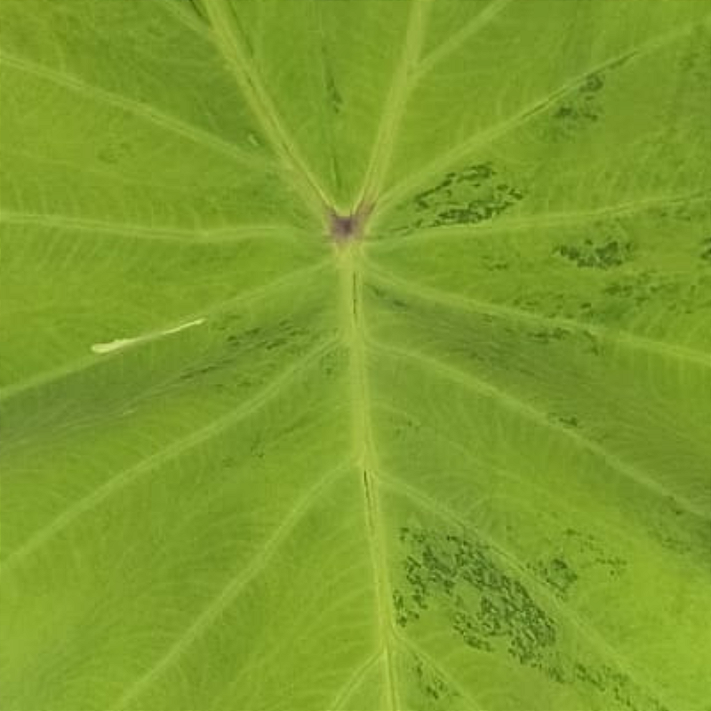 Colocasia Midori Sour - Saytor Plants