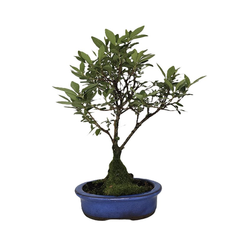 Bonsai De Azaleia Satsuki - 04 Anos - Escolha A Sua. - BonsaiVale