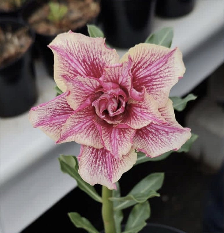 LK 629 (Poda recente)