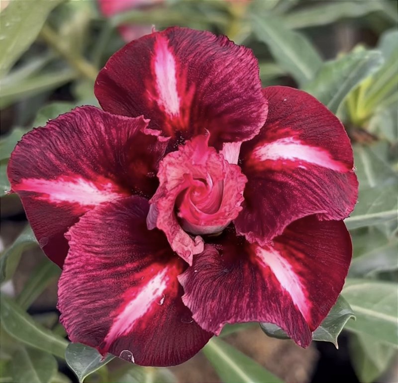GM FRAGRANT