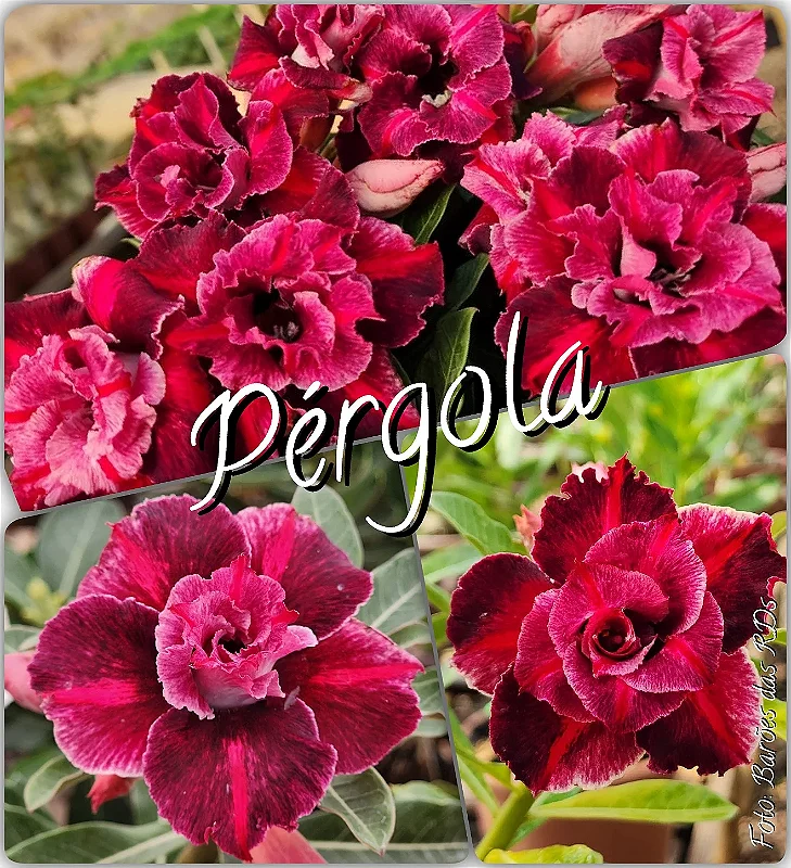 PÉRGOLA BRD