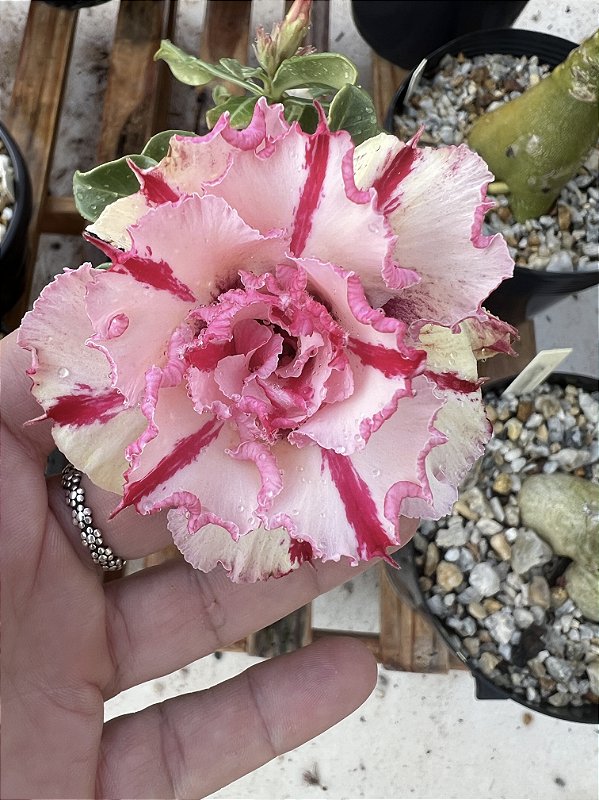 HELLO KITTY (Poda recente)