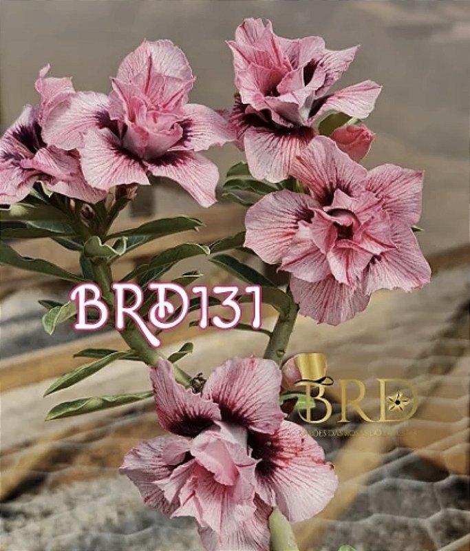 BRD 131