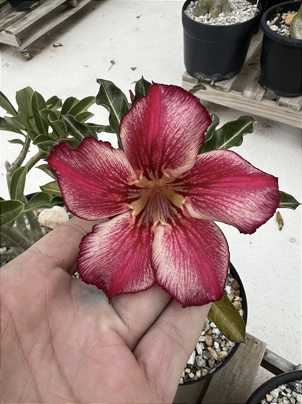 JBSB MARACUJINA (NATURAL DE SEMENTE)