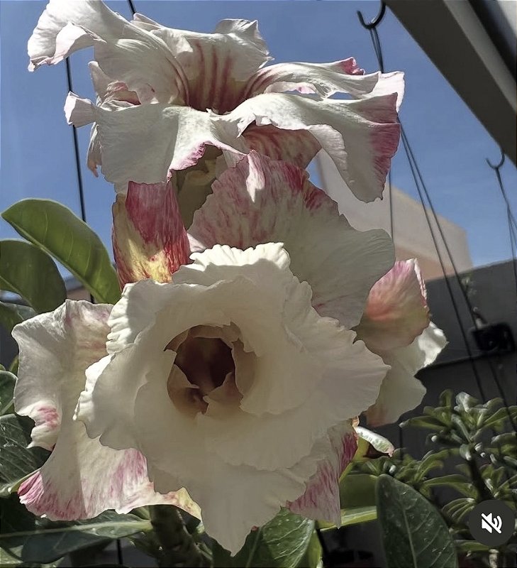 NATURAL DE SEMENTE (FILHA NR 12)