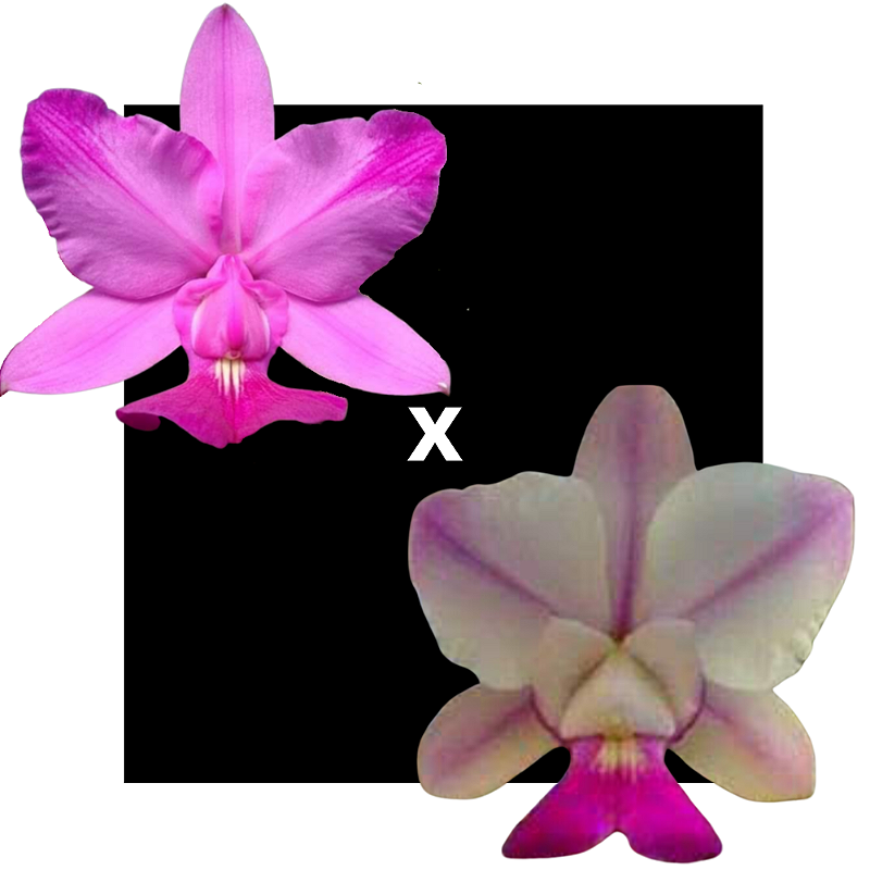 Cattleya Walkriana Flamea DF x S/a Flamea Emerson - Orquídario