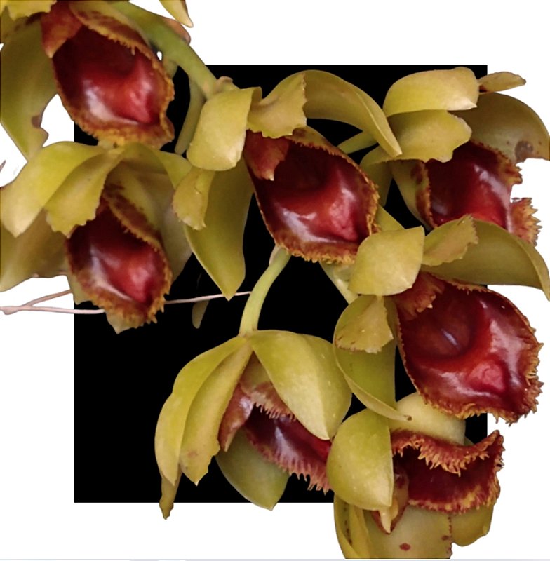Clowsetum DF Dogmus - Orquídario Durval Ferreira