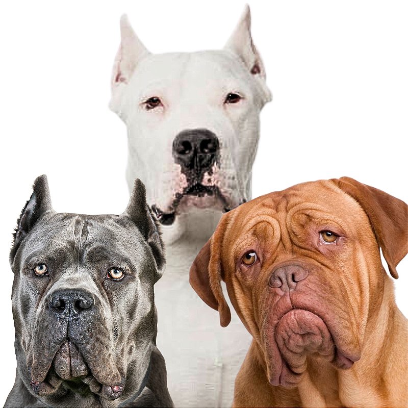 Argentino Cane Corso Dogo Canario Dogo Vs Corso Cane Corso Dogo