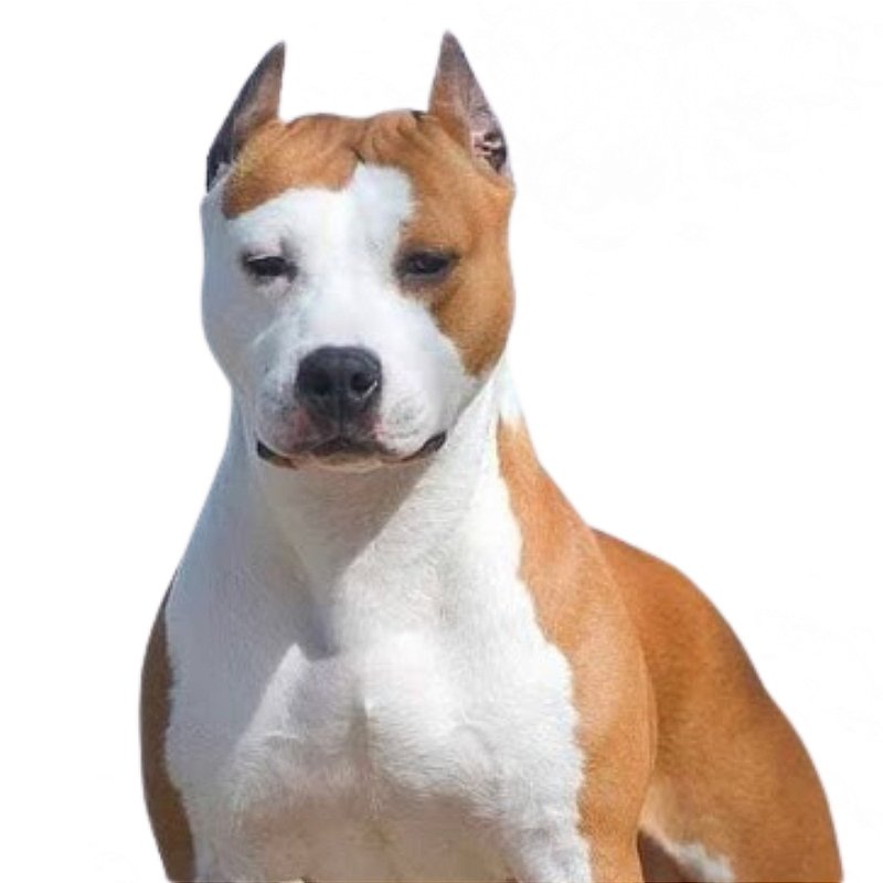 Pink Staffy Staffy Club Kennel Club Staffordshire Bull Terrier - Main Image