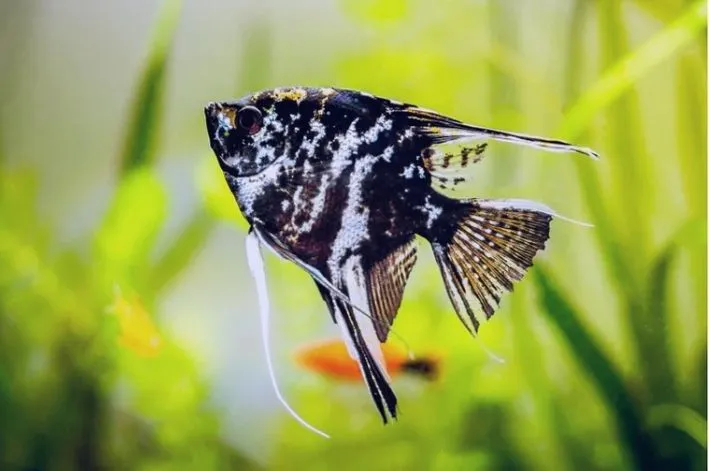 Acara Marmorato - Kaluti Pet Shop