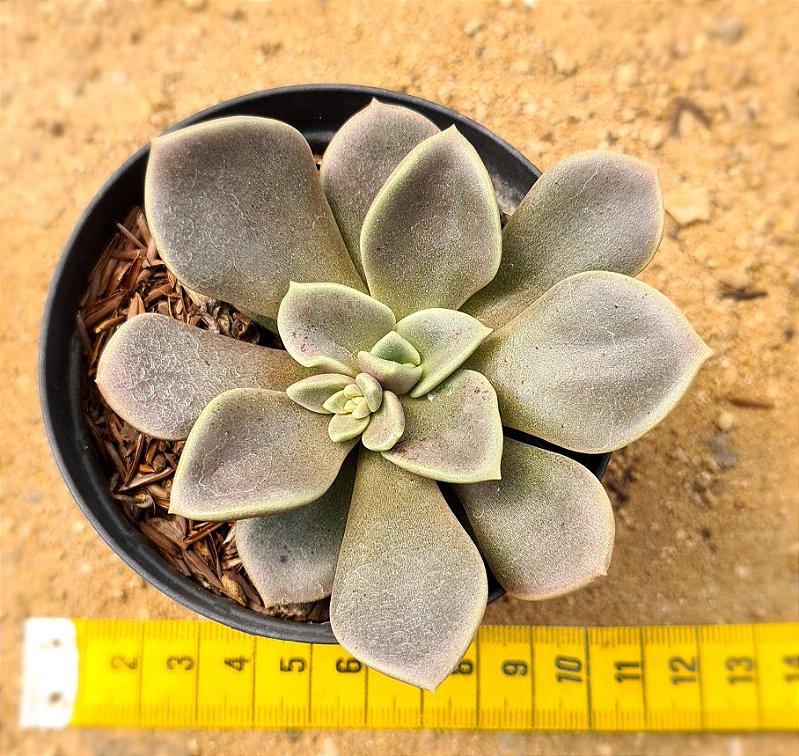 Ilrca Echeveria Cremneria ariadne - CACTUSCURITIBA