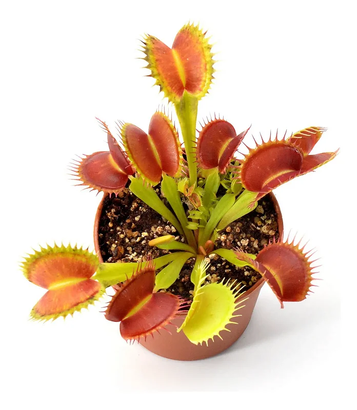 Dionaea muscipula Grande