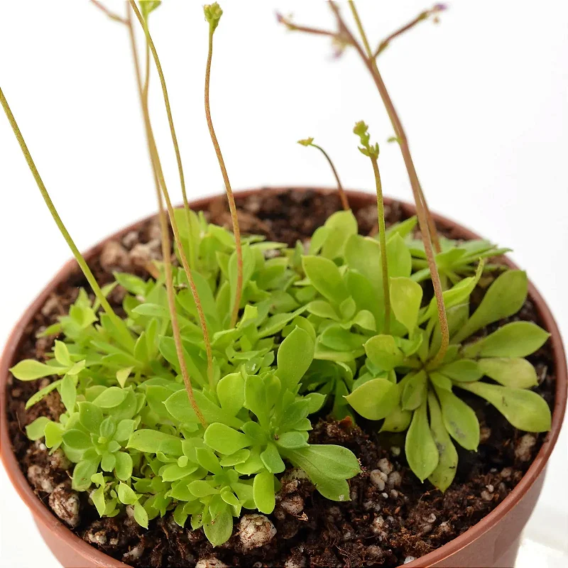 Stylidium Debile