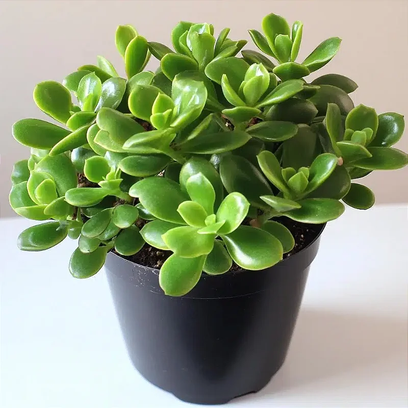 JADE (Crassula ovata) - Pote 9 - Rebrotar Plantas