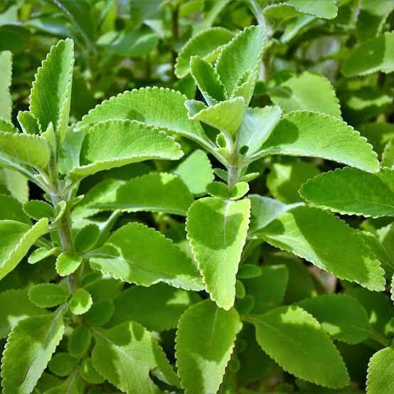 BOLDO DE JARDIM (Plectranthus barbatus) - Rebrotar Plantas