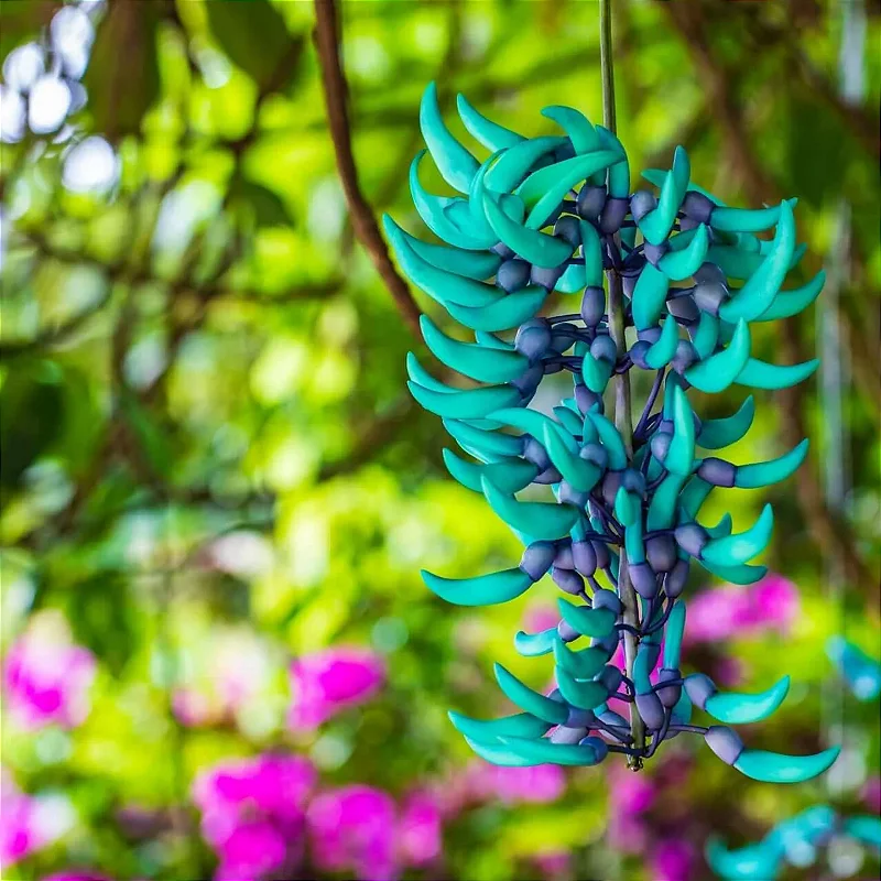 Jade Azul (Strongylodon macrobotrys) - Até 1 metro - Rebrotar Plantas