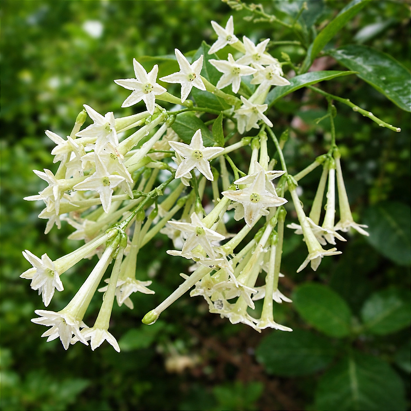 DAMA DA NOITE (Cestrum nocturnum) - Muda com até 1 metro - Rebrotar Plantas