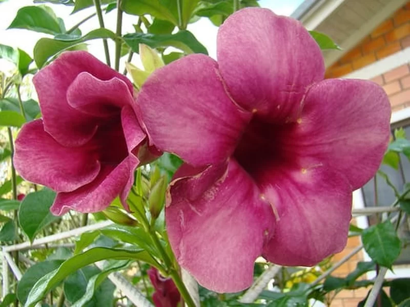 ALAMANDA ROXA ou RUBRA (Allamanda blanchetti Violacea) - Rebrotar Plantas
