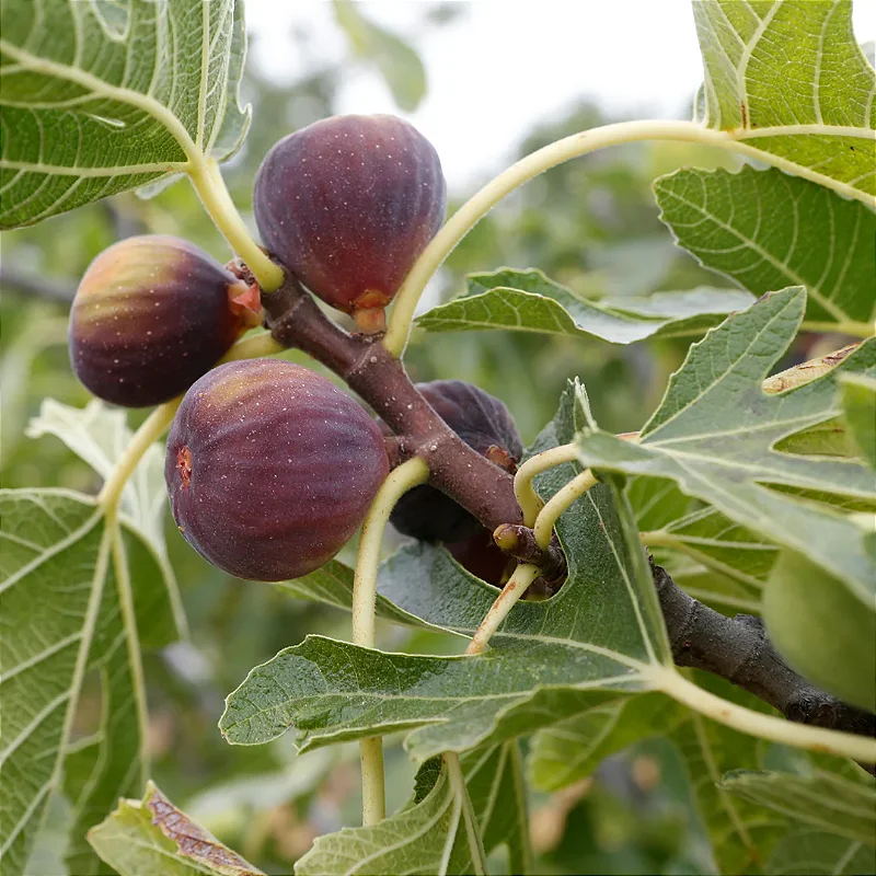 Figos Da Rocha FIGO ROXO DE VALINHOS (Ficus carica) - Rebrotar Plantas