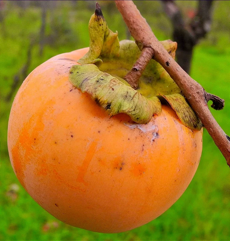 CAQUI FUIÚ (Diospyros kaki) - Muda enxertada com 1 metro - Rebrotar Plantas
