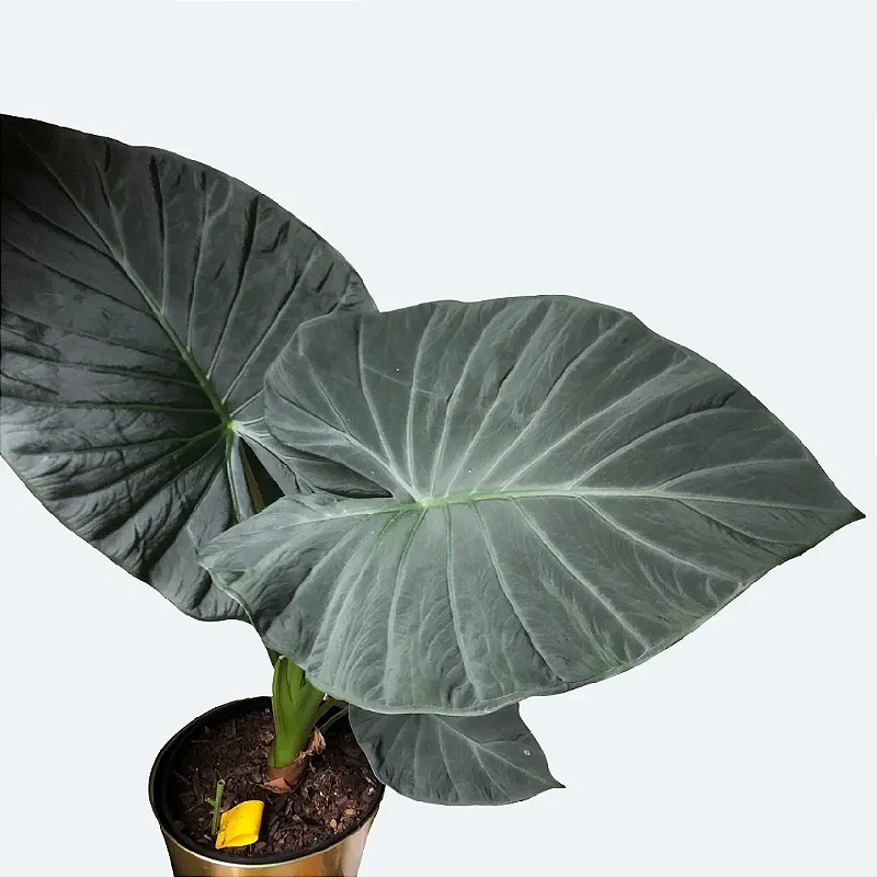 Alocasia 'Regal Shields' - Pote 20 - Rebrotar Plantas