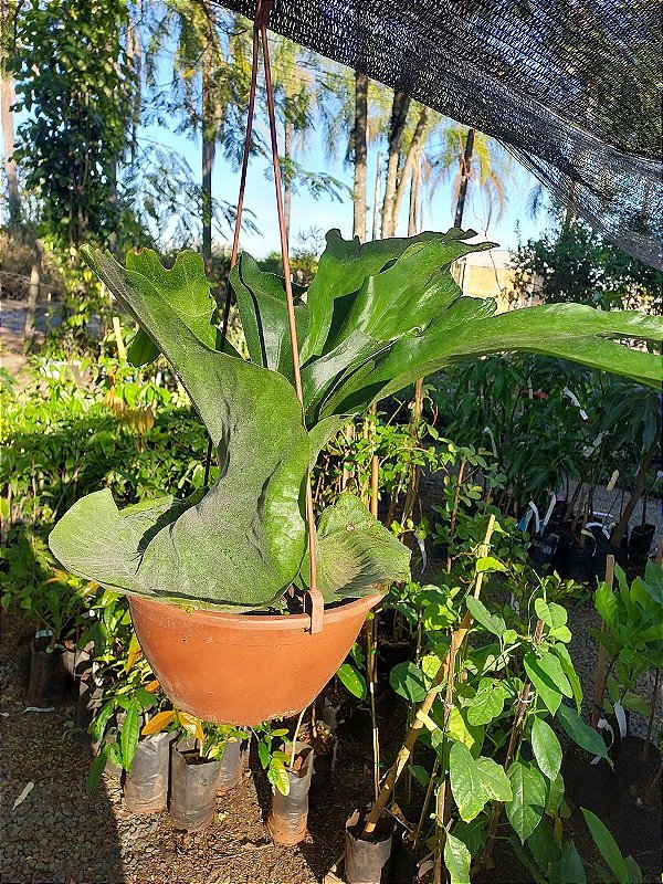 トップス Platycerium CHIFRE SUPERBUM GRANDE (Platycerium Superbum) - Cuia 21 - Rebrotar