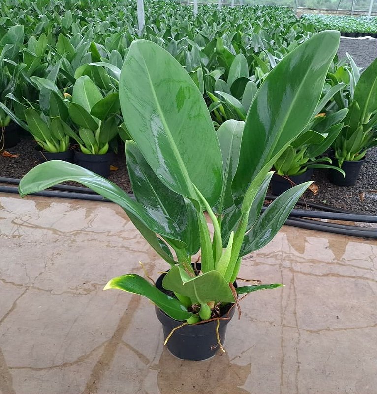 PACOVÁ - Pote 20 com 50 cm (Philodendron martianum) - Rebrotar Plantas