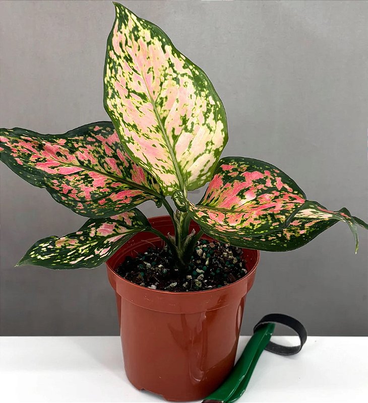 Aglaonema 'Brenda' - Pote 12 - Rebrotar Plantas