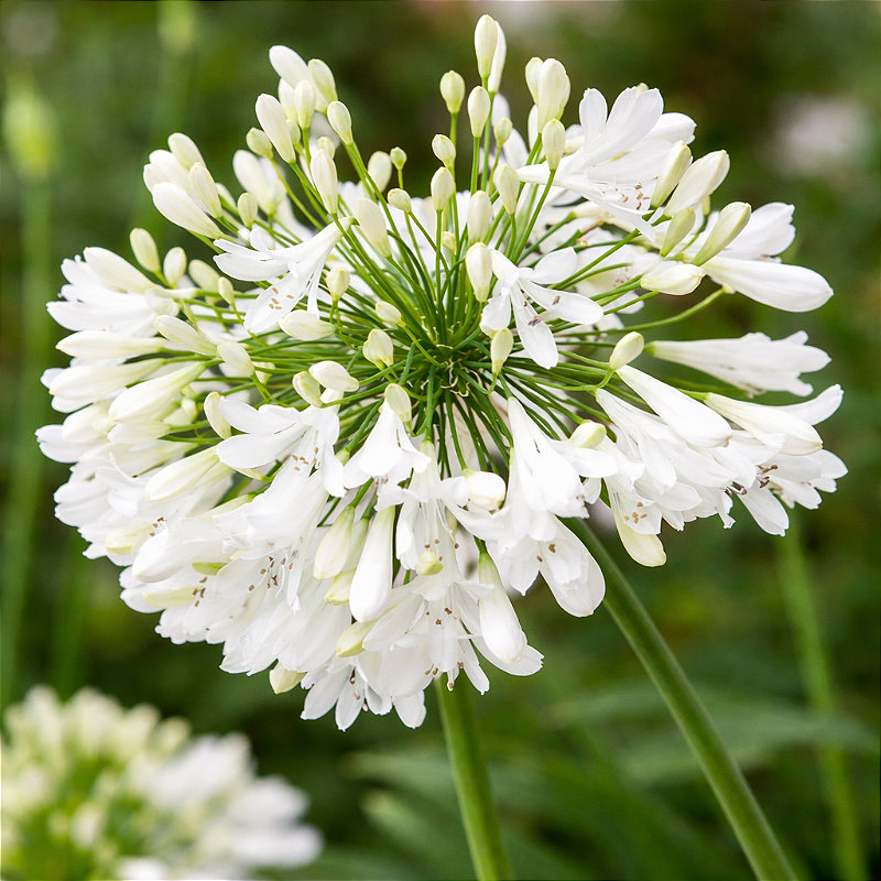 AGAPANTO BRANCO (Agapanthus africanus) - Rebrotar Plantas