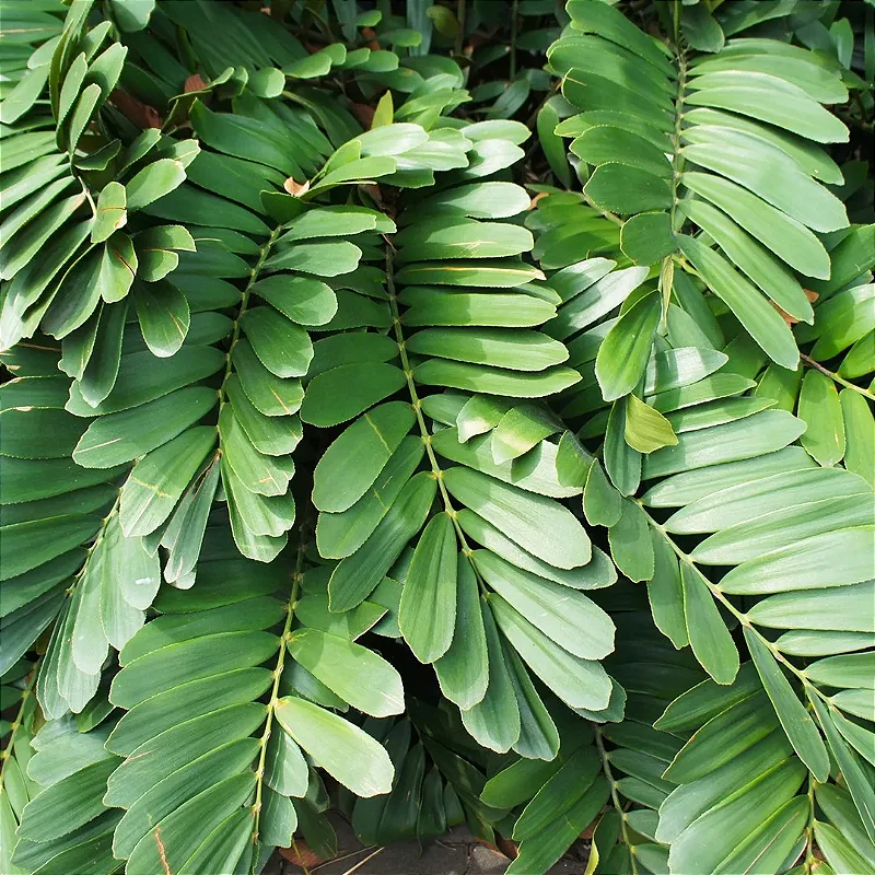 塊根植物・コーデックス Zamia furfuracea var. variegata ZAMIA (Zamia furfuracea) - Muda com até 80 cm - Rebrotar Plantas